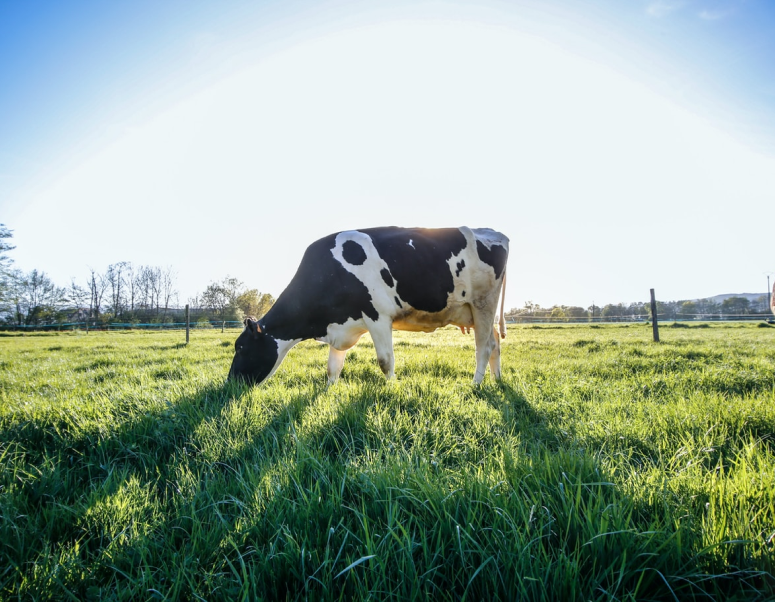Vaca